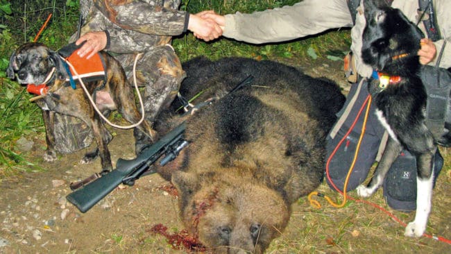 Redan några timmar efter starten av årets licensjakt var det tolv björnar skjutna i Gävleborg och nio i Dalarna. Länsstyrelsernas besiktningsmän har ett hektiskt jobb att hinna ut och kolla alla fällda björnar. (Arkivbild)