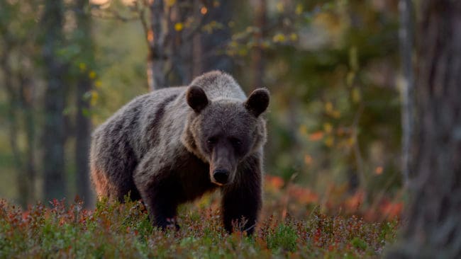 Årets licensjakt på björn i Gävleborg är avlyst innan det ens gått en vecka sedan starten den 21 augusti.