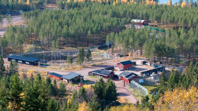 En djurskötare i Orsa björnpark avled efter en björnattack i närheten av en besökande barnfamilj.