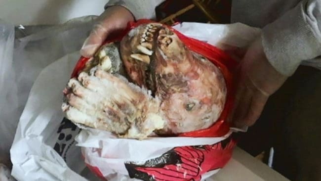 Den åtalade 64-åringen hävdar att han är färgblind och därför inte såg repet runt björnens nos.