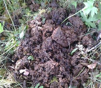 Spillningsh&ouml;gen, som misst&auml;nks komma fr&aring;n en bj&ouml;rn, hittades i h&auml;sthagen. I l&auml;nsstyrelsens beslut hamnade den utanf&ouml;r hagen.