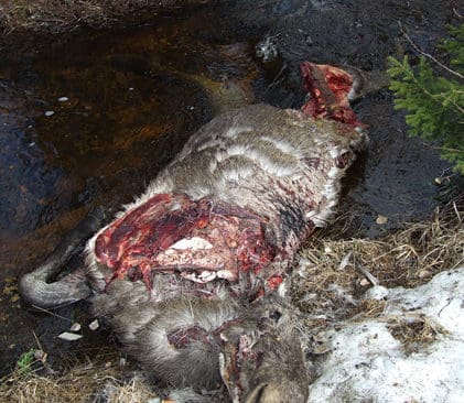 Bj&ouml;rntagen &auml;lg. Bj&ouml;rnen har sm&ouml;rjt kr&aring;set med l&aring;rstek fr&aring;n den slagna &auml;lgen.