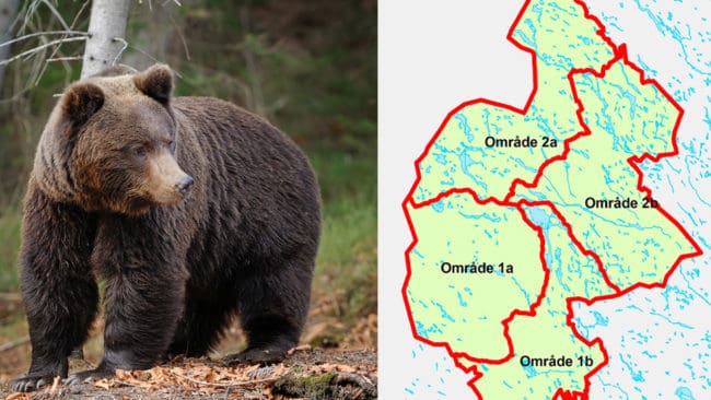 Tilldelningen ökas i årets licensjakt på björn i Jämtland.