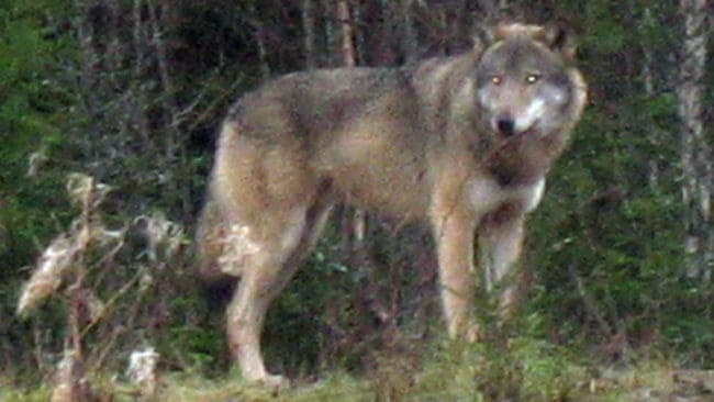 Bjursåsvargen? Från bilen lyckades jägaren Mats Davidson ta den här bilden på den oskygga vargen. Den gick inte ens undan när kamerablixten utlöstes. Ljuset reflekteras tydligt i vargens ögon.
