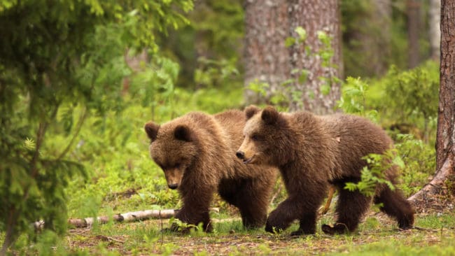 Gillar bl&aring;b&auml;r. Bl&aring;b&auml;ren &auml;r med sin h&ouml;ga fruktsockerhalt viktiga f&ouml;r v&aring;ra bj&ouml;rnar. &Aring;rets bl&aring;b&auml;rss&auml;song sp&aring;s bli d&aring;lig.