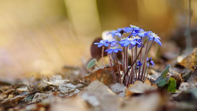De boende i Målaskog tycker att elstängsel är en bra lösning för att hålla vildsvin från att böka upp i naturreservatet där den fridlysta blåsippan växer.
