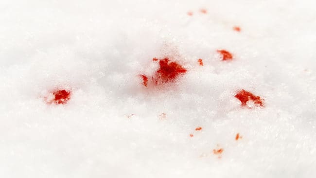 Männen är misstänkta för att den 9 mars i år ha dödat en varg på sjön Amungens is. En analys av blodet som fanns på platsen visade att det kom från en varg född i Sjösvedenreviret. (arkivbild)