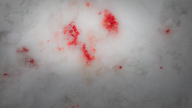 Den misstänkta illegala jakten ska ha ägt rum i februari 2017 då blodspår från varg hittades på en sjöis mellan Bollnäs och Ljusdal