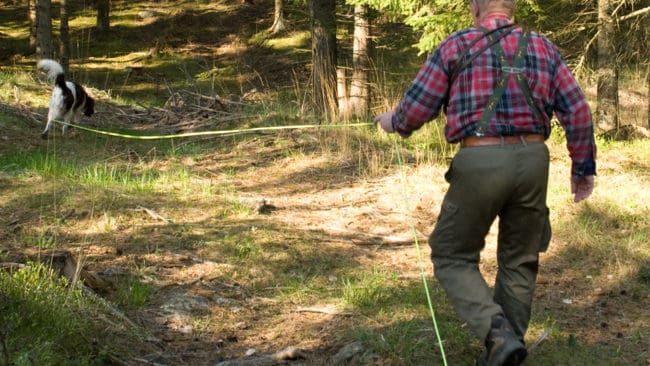 Den påskjutna vargen, som lämnade blodspår, spårades utan resultat. (Arkivbild)