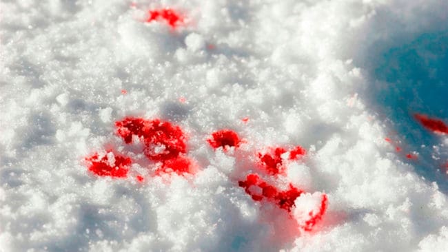 Vargblodet på sjöisen i Hälsingland räckte inte för att styrka brott. En till av de jägare som satt häktade misstänkt för illegal vargjakt begär ersättning hos Justitiekanslern för två veckor i häktet och tre år som utpekad brottsling. (Arkivbild)