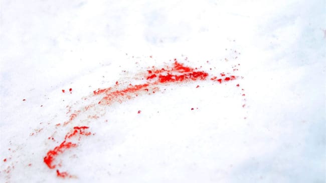 Blod efter en varg hittades på sjön Amungens is i Rättviks kommun den 9 mars i år. (arkivbild)