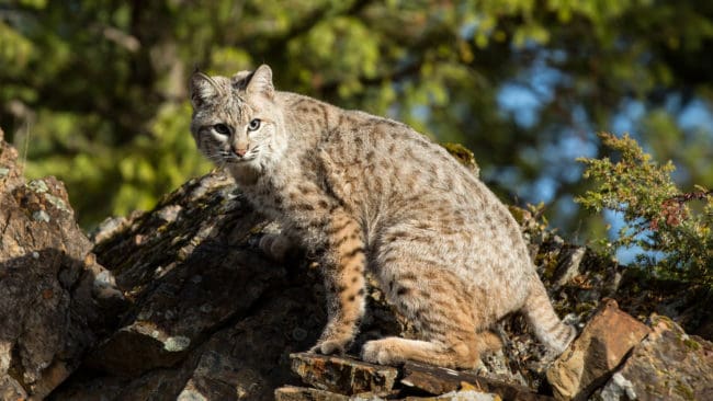 Bobcat. Den amerikanska varianten av lodjur.