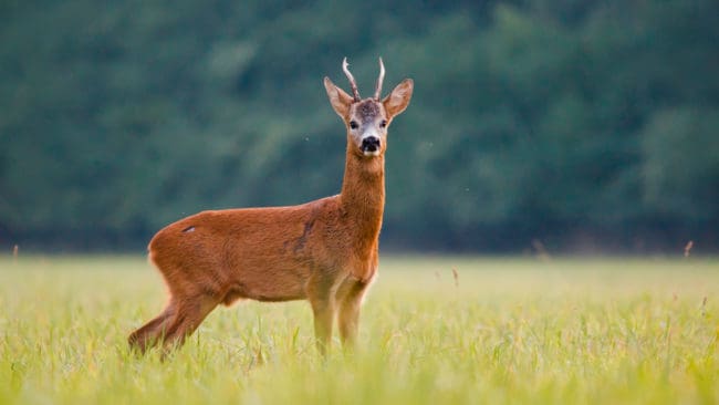 Extremvädret ger både inställd och försenad jakt. Bockjakten är helt inställd och älgjakten startar troligen först i november för ett jaktlag utanför Norrtälje.