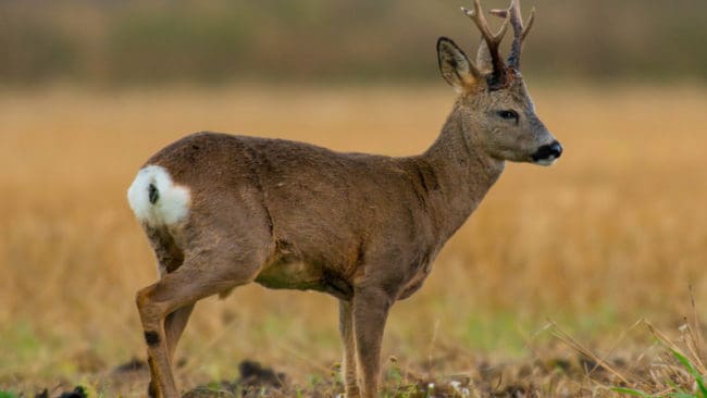 Den första 1 maj har vårjakten på bock börjat i Sveriges fem ”Tjernobyl-län”. Spara revirbocken och fäll hellre de mindre bockarna i maj eller juni. Det är ett av tio tips om bockjakten.
