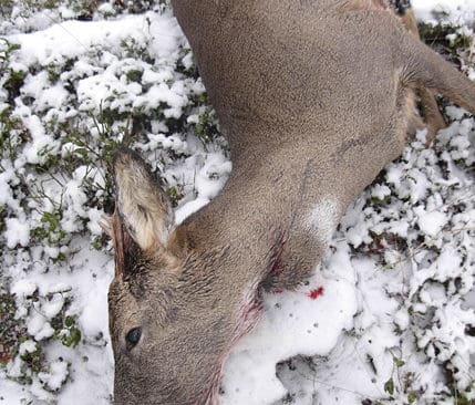Äntligen är bocken fälld och kan dras till närmaste bilväg med hjälp av ett handtag, som fästs i underkäkens hudflik.