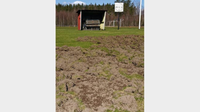 Så här kan det se ut när vildsvin bökat runt på en fotbollsplan (Arkivbild)