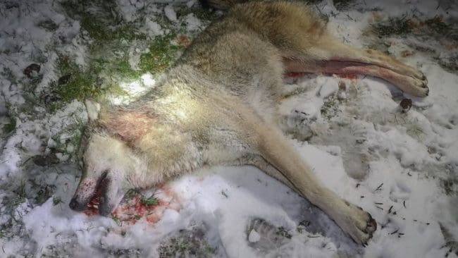 Det var många invånare i Borlänge som drog en lättnadens suck när den ovanligt krångliga skyddsjakten gav resultat.