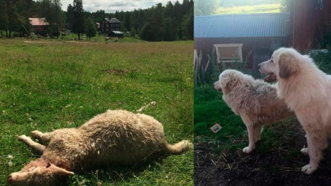 Det finns flera exempel på att boskapsvaktande hundar inte kan hindra rovdjursangrepp. Ändå satsar den danska regeringen på pyrenéer för att freda boskap från vargangrepp. Dessutom blir det bidrag för elstängsel runt hagarna när Danmark ska ha en till vargzon på Jylland. (Arkivbild)
