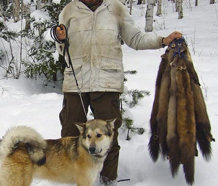 Bo Svedin och laikan Tassen. Bara under s&auml;songen 2006-2007 s&aring;g Tassen till att 18 m&aring;rdar kunde f&auml;llas f&ouml;r Bo Svedins b&ouml;ssa.