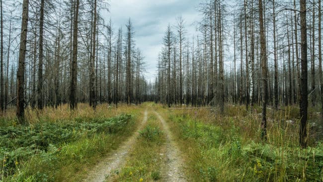 Det ska kartläggas hur tillgången på älg och annat klövvilt ser ut i det stora brandområdet i Västmanland. Resultaten ska användas för att ta fram en förvaltningsplan.