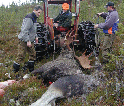 Rovdjuren gör att älgstammen decimeras drastiskt på många områden i Sverige. Det som en gång var väldens största och bästa älgstam är ett minne blott.
