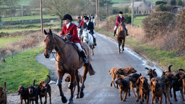 Den traditionella brittiska rävjakten, med ryttare och hundpack, är åter i stöpsleven när de konservativa har segervittring inför valet.