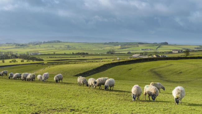 Lantbrukarorganisationen Scottish Crofting Federation varnar för att situationen i Storbrittanien kan bli som i Sverige, om stora rovdjur återintroduceras.
