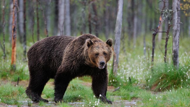 I dag startar rättegången mot de fem män som misstänks för delaktighet i den stora jakthärvan i Norrbotten, där åtta rovdjur dödats. Bland annat ska en björn ha strypts med en stålvajer.