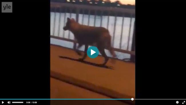 Varg, eller en varghybrid, raskar över bron i centrala Kristinestad i Finland.
