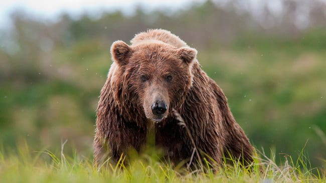 En ledamot i viltförvaltningsdelegationen i Jämtlands län vill att kvoten för björn under licensjakt ska höjas till 90 björnar i år.