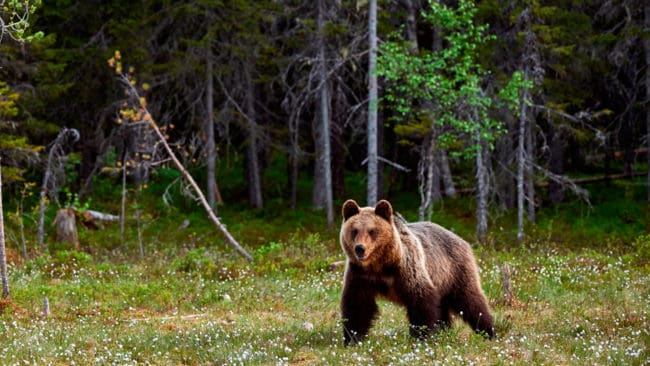 Länsstyrelserna får fortsätta att ta beslut om skyddsjakt på rovdjur, meddelar Naturvårdsverket.
