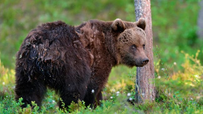 En björn har siktats haltandes utanför Vännas, Västerbotten, men den ska inte avlivas enligt ett beslut från polisen. (Arkivbild)
