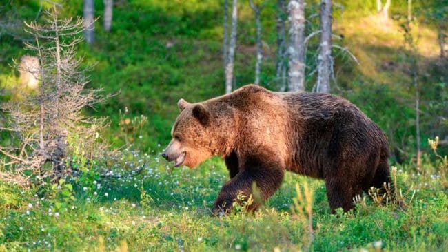 Naturhistoriska riksmuseet går inte med på att lämna tillbaka två björnkranier till två jägare. De överklagar i stället det hela till tingsrätten.
