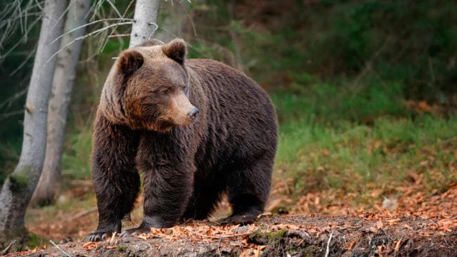 22 björnar får fällas vid årets licensjakt på björn i Västernorrland.