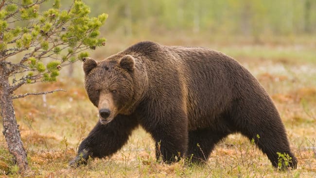 Björnar vill helst inte korsa vägar, konstaterar norska forskare.