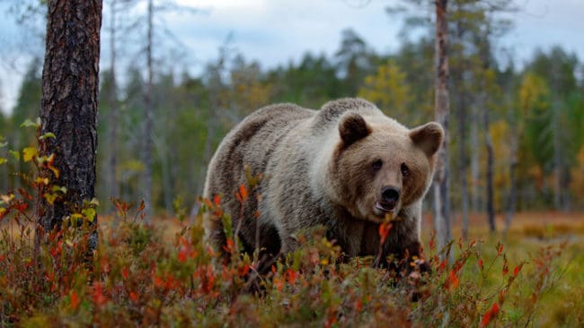 Länsstyrelsen i Dalarna vill ha hjälp från allmänheten med att samla in björnspillning under höstens inventeringsarbete.