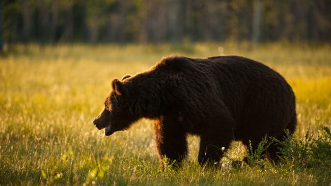 Totalt har 232 björnar fällts under årets björnjakt i Finland. Tilldelningen var på 255 björnar. Flest björnar fälldes i Norra Karelen.