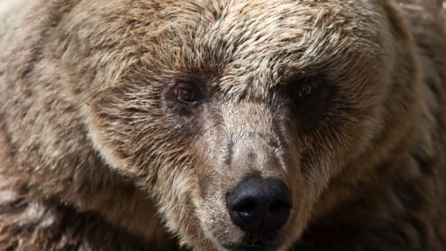 Polisen misstänker att det är en björnfälla som har beslagtagits och en förundersökning om grovt jaktbrott har inletts.