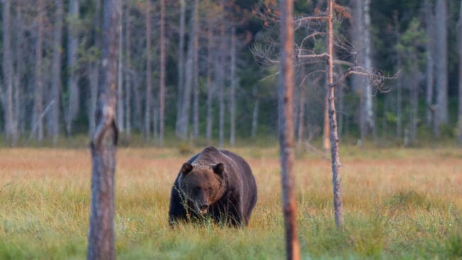 Det finns närmare 900 björnar i Jämtlands län. Förvaltningsmålet är 650.