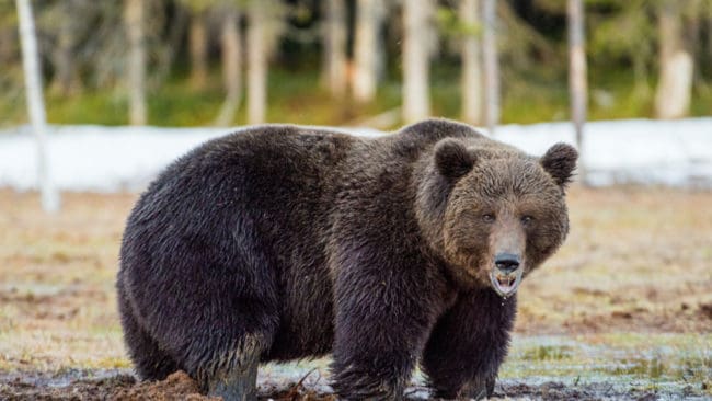 Nyvakna och hungriga björnar riskerar att bli ihjälkörda när de äter kadaver på järnvägsspår.