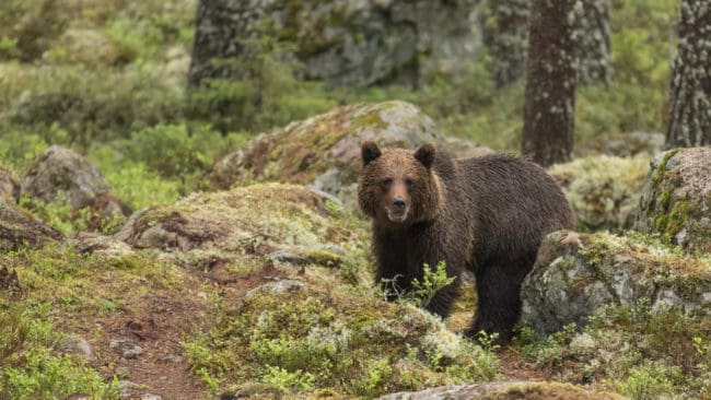 Länsstyrelsen tycker att Jägareförbundet Norrbottens förlag vad gäller björnjakt är kortsiktigt.