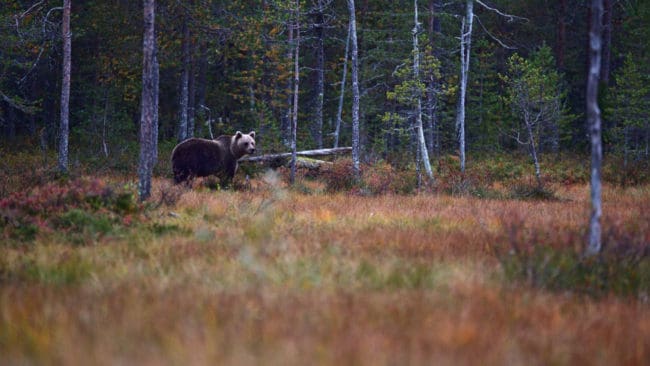 Den misstänkta illegala björnjakten ska ha inletts i Ragunda kommun i Jämtland och björnen ska ha skjutits i Sollefteå kommun i Västernorrland.