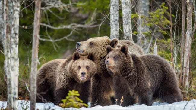 Hundföraren hörde ett avgrundsvrål. I rishögen låg en björnhona och hennes två ungar.