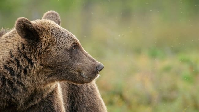 Tilldelningen under licensjakten på björn i Jämtlands län är i år dubbelt så stor som under de senaste åren.