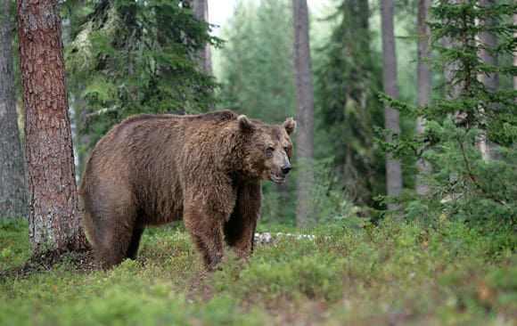 I J&auml;mtland gjordes skyddsjaktsans&ouml;kan p&aring; totalt 115 rovdjursindivider under 2012 fram till november 2013. Av dem till&auml;ts skyddsjakt p&aring; 32 bj&ouml;rnar.
