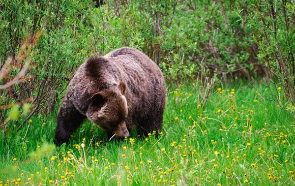 Bj&ouml;rnarna kan vakna tidigt i &aring;r p&aring; grund av det milda v&auml;dret och bl&ouml;ta skogar.
