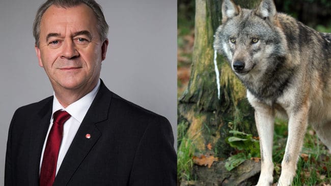 Landsbygdsminister Sven-Erik Bucht och regeringen vill utreda utökade möjligheter till skyddsjakt på varg.