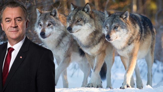 Sven-Erik Bucht, socialdemokratiskt landsbygdsminister, framhåller att långsam hantering i domstolarna inte får omöjliggöra vargjakt.