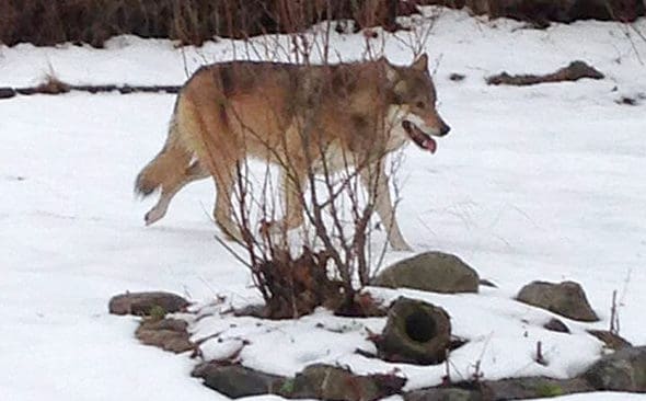 Fotograferad i tr&auml;dg&aring;rd. Den h&auml;r vargen fotograferades p&aring; l&ouml;rdagen i en tr&auml;dg&aring;rd i Sk&auml;rkind i &Ouml;sterg&ouml;tland.