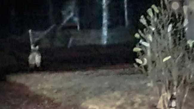 Nu har svaret om DNA-proverna kommit. Det var den orädda ”byvargen” som skadsköts på en åker i Linghed på 100 meters avstånd och sedan försvann.